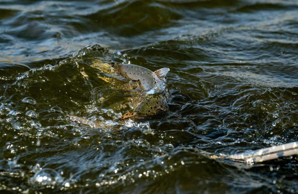 Targeting Brown Trout on Wyoming Rivers. 