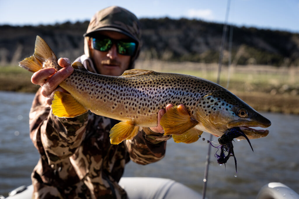 brown trout taking an articulated streamer