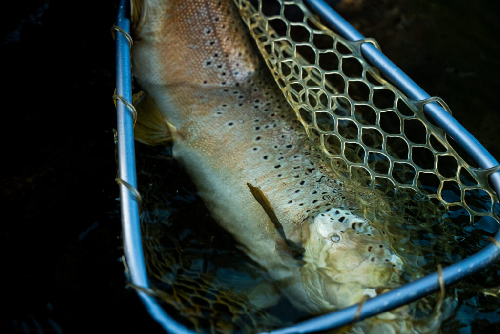 Jigging for brown trout