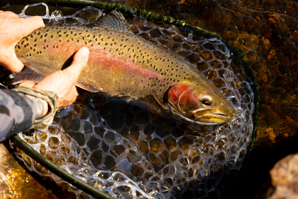 Winter Rainbow trout. Streamer fly fishing in the winter