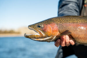 Massive Rainbow trout caught in Wyoming on the Fly Rod.